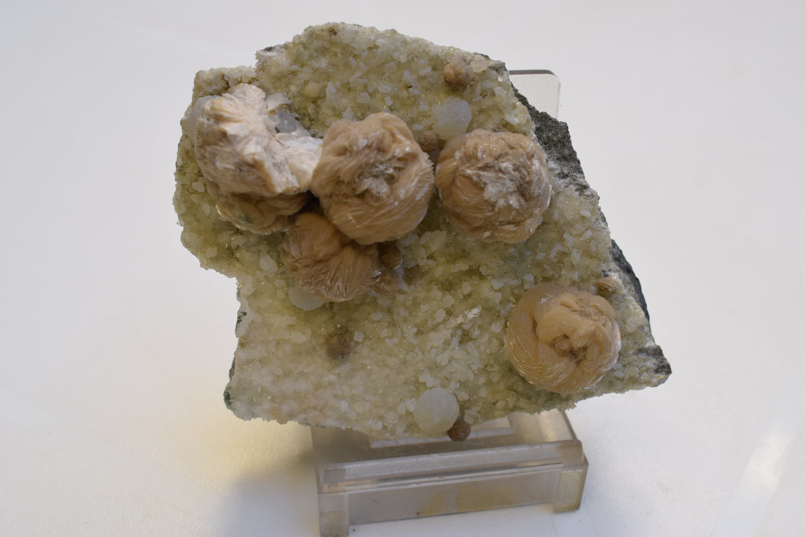 Girolita
7 x 5 x 2,5 cm
(Autor: Antonio Alcaide)