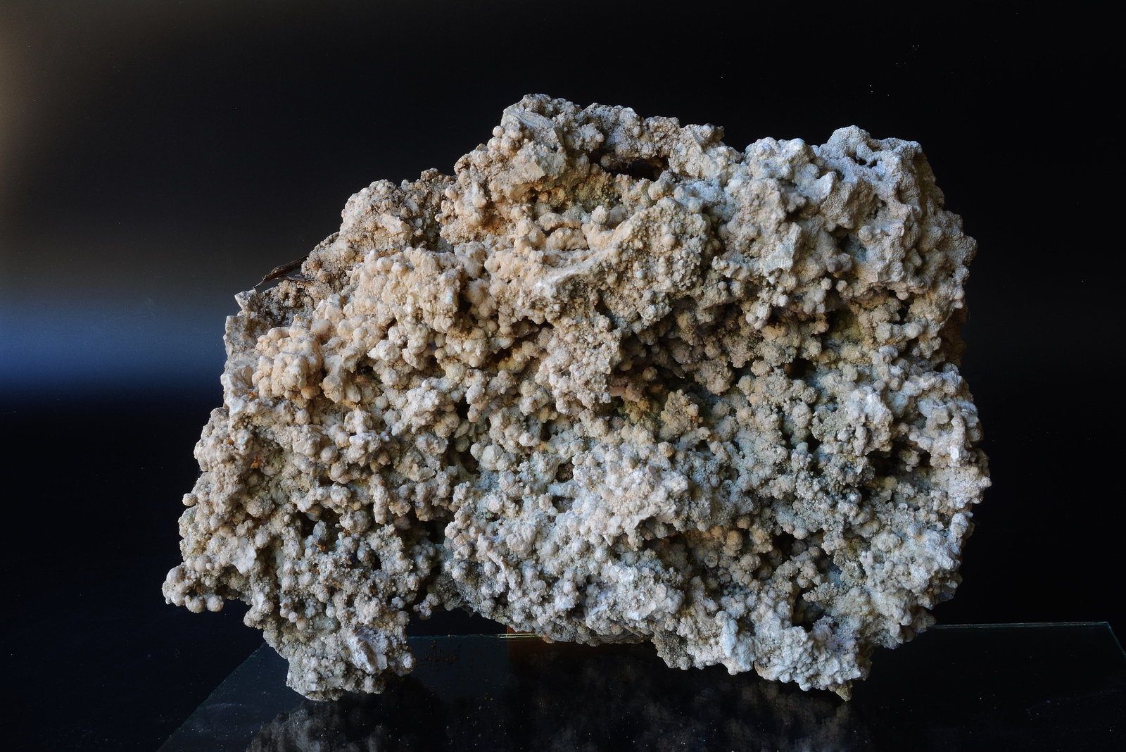 roca caliza
30 cm de largo aproximadamente
(Autor: martí canyelles)