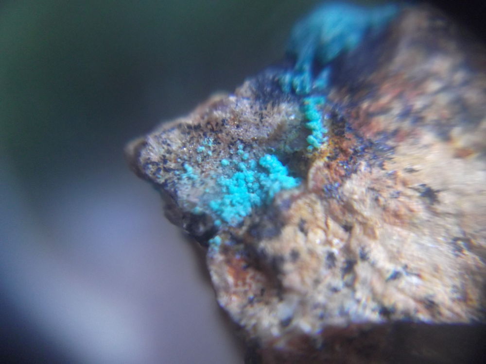 Lavendulana
2 x 2 cm
(Autor: Alvaro2121)
