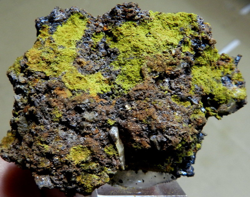 Segnitita
5 - 4 cm
(Autor: ramon ro)