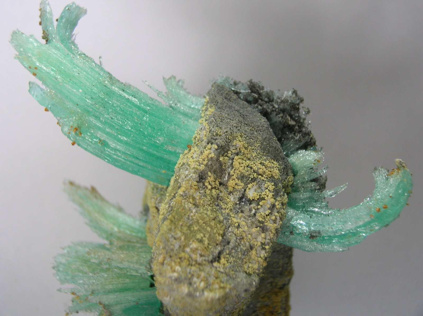 Epsomita
10 x 7,5 cm
(Autor: Pedro Conesa)