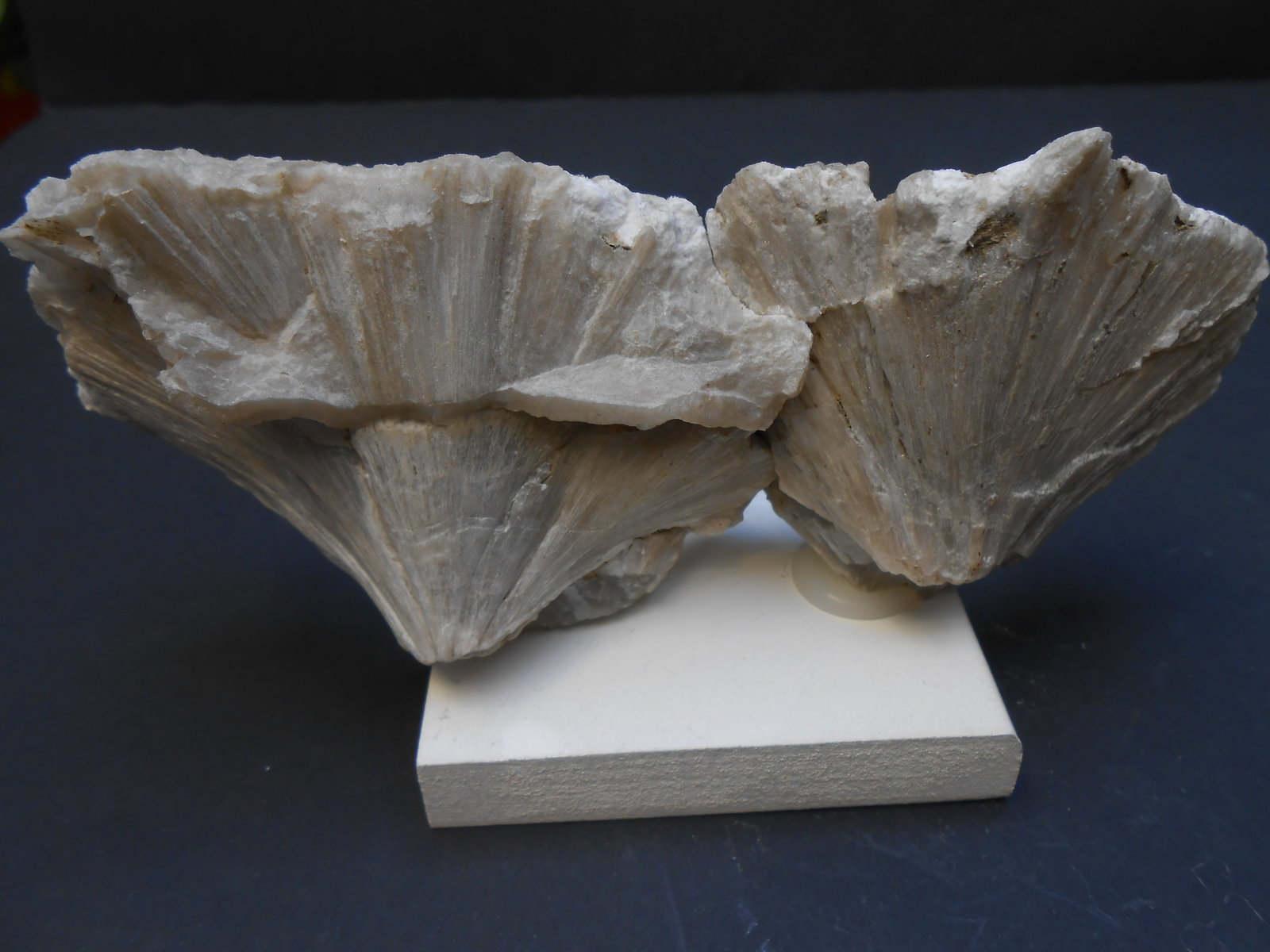 Ulexita
15 x 6 x 3 cm
(Autor: Antonio Alcaide)
