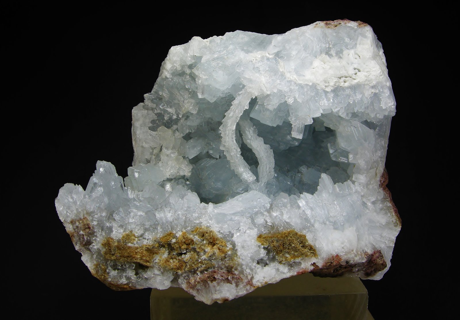 Celestina
12 x 9 cm
(Autor: Diego Navarro)