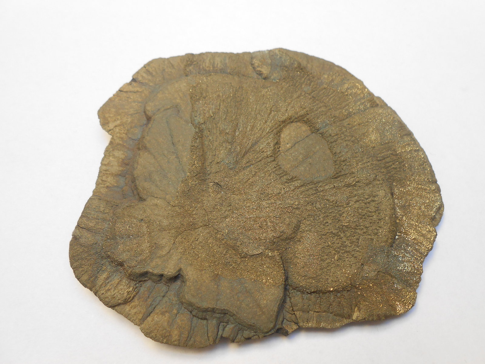 Pirita
8,5 x 7,5 x 0,5 cm
(Autor: Antonio Alcaide)