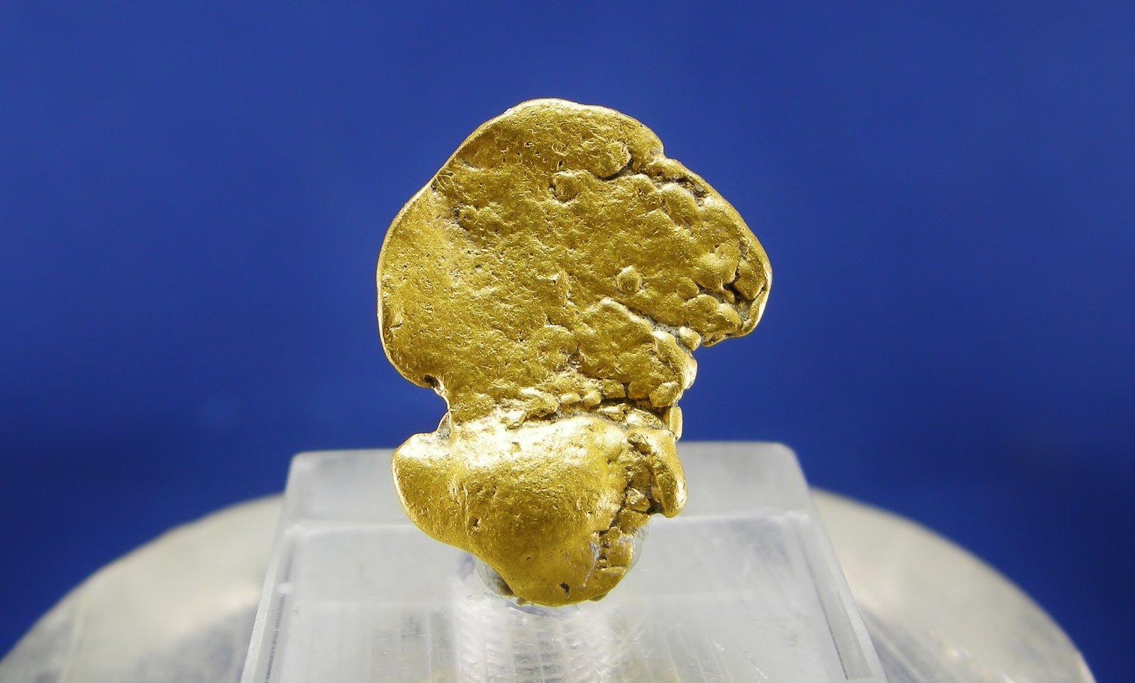 Oro
1.8 x 1.3 cm
(Autor: Diego Navarro)