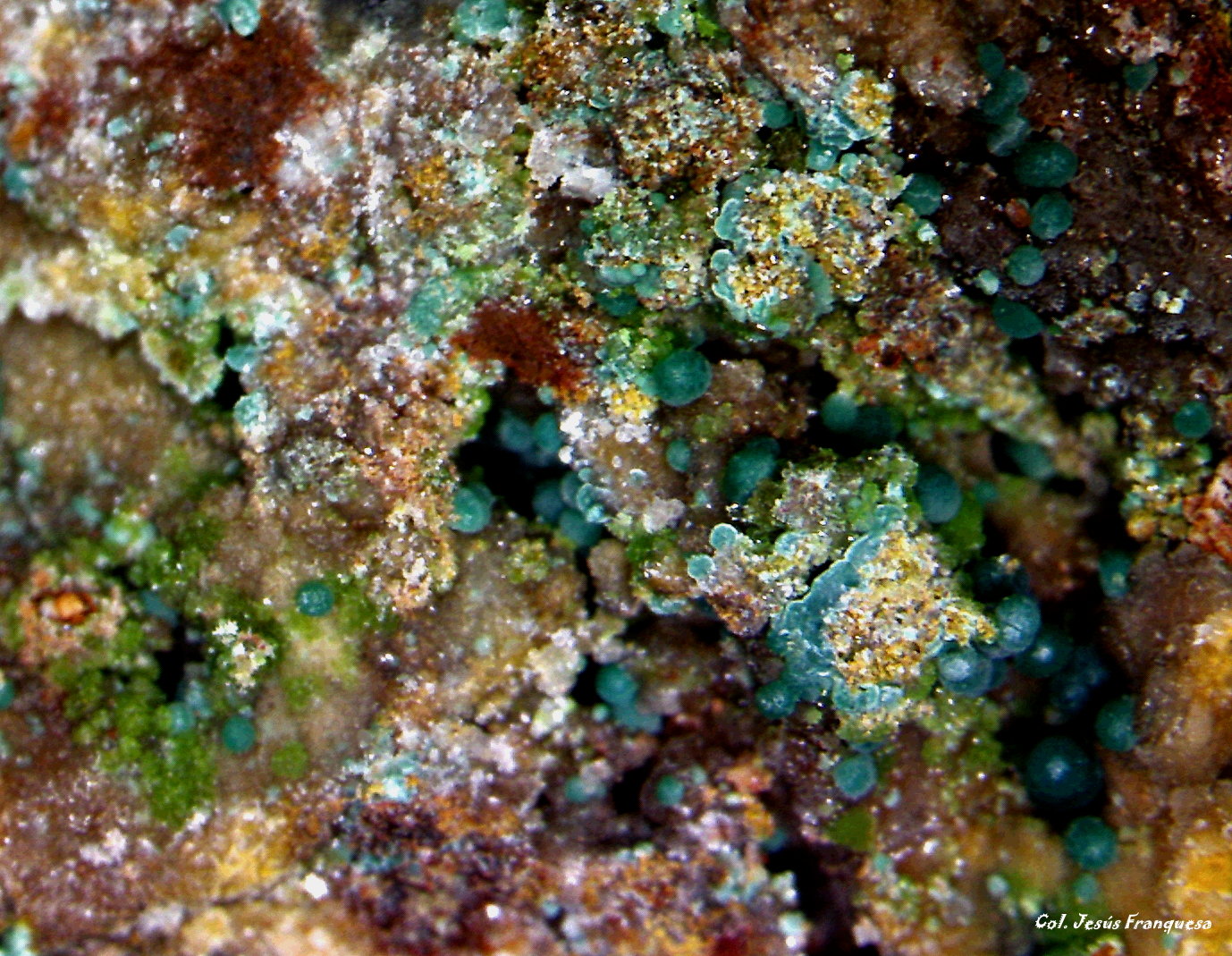 Duftita y Rosasita.
6´051 x 4´627 mm.
(Autor: Jesus Franquesa Baucells)