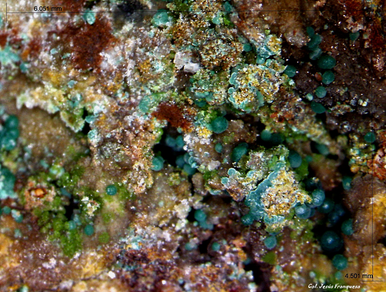 Duftita y Rosasita.
6´051 x 4´627 mm.
(Autor: Jesus Franquesa Baucells)