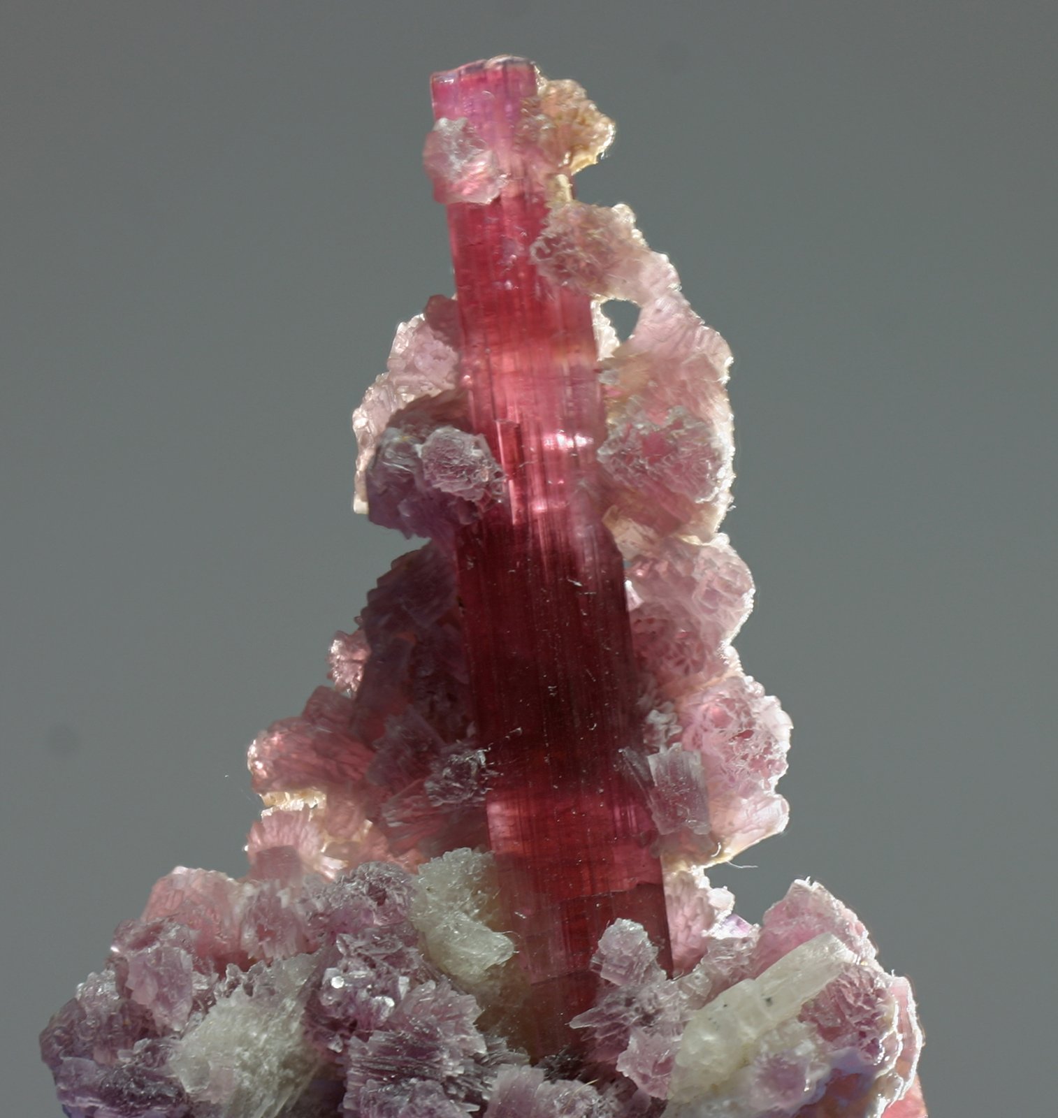 Elbaíta (variedad rubelita) con Albita y Lepidolita
cristal 45 mm
(Autor: Ramon A  Lopez Garcia)