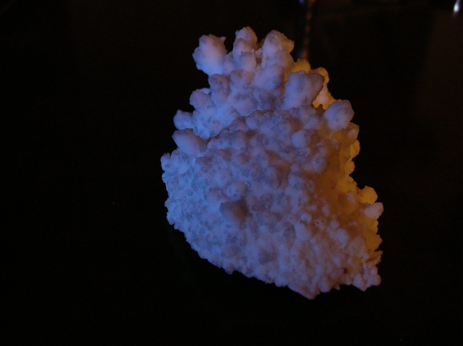Celestina
8 x 5,5 cm
(Autor: Pedro Conesa)