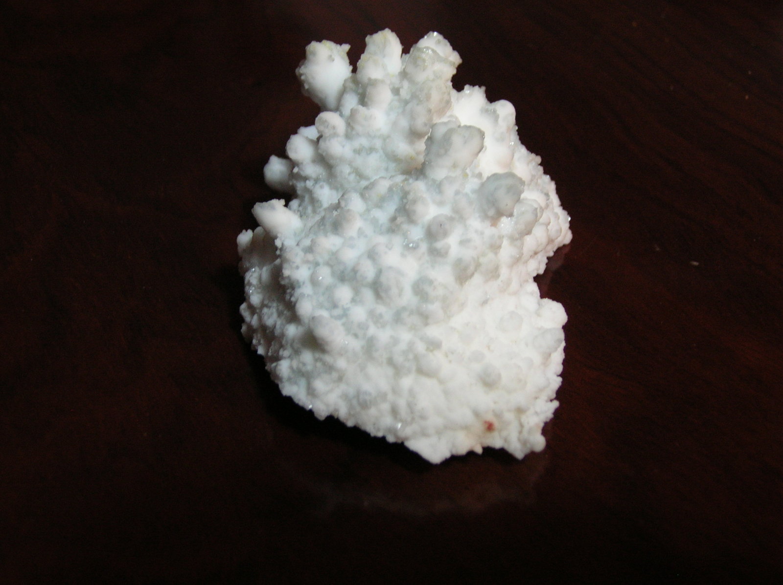 Celestina
8 x 5,5 cm
(Autor: Pedro Conesa)