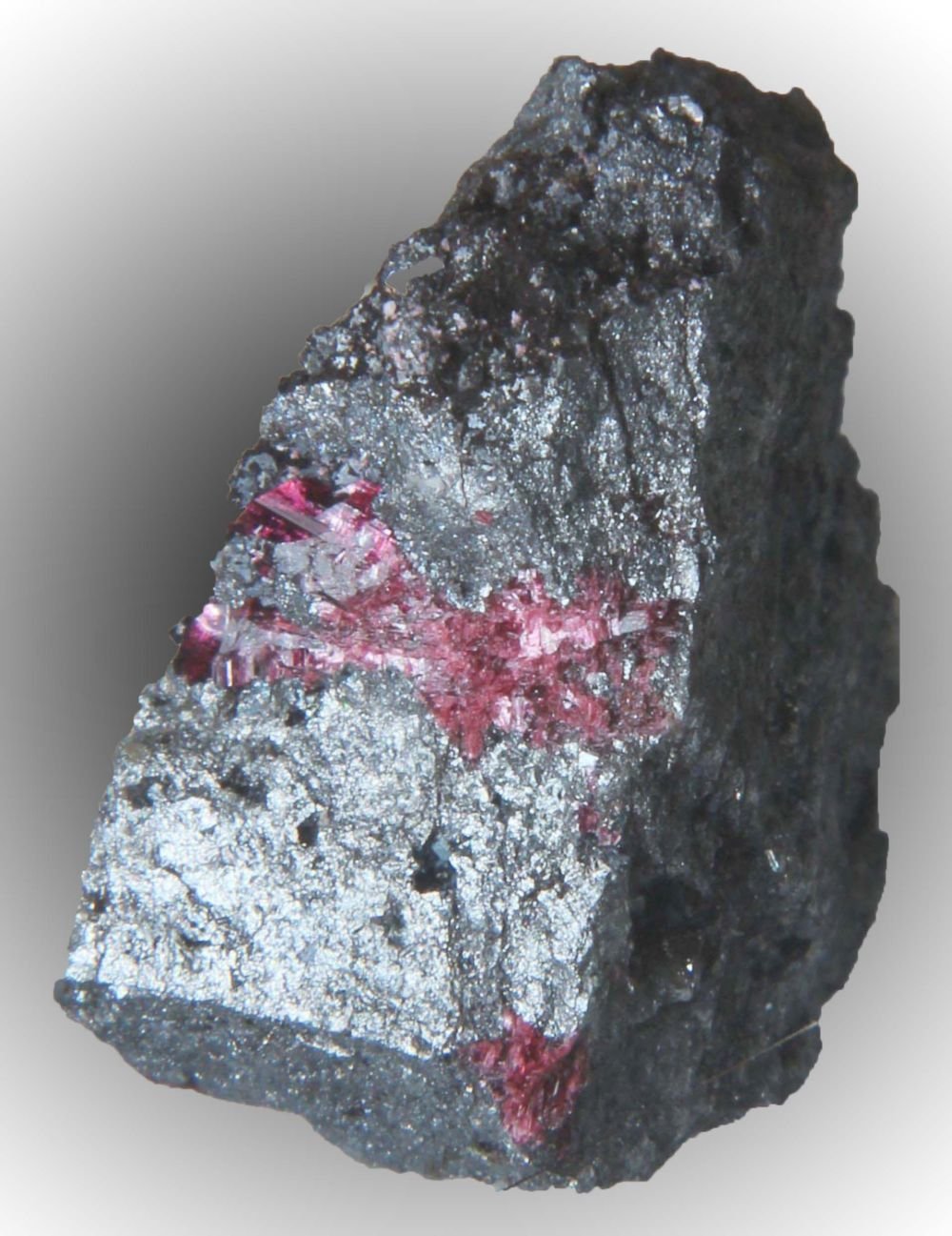 Eritrina
2 x 1 cms
(Autor: José Luis Zamora)