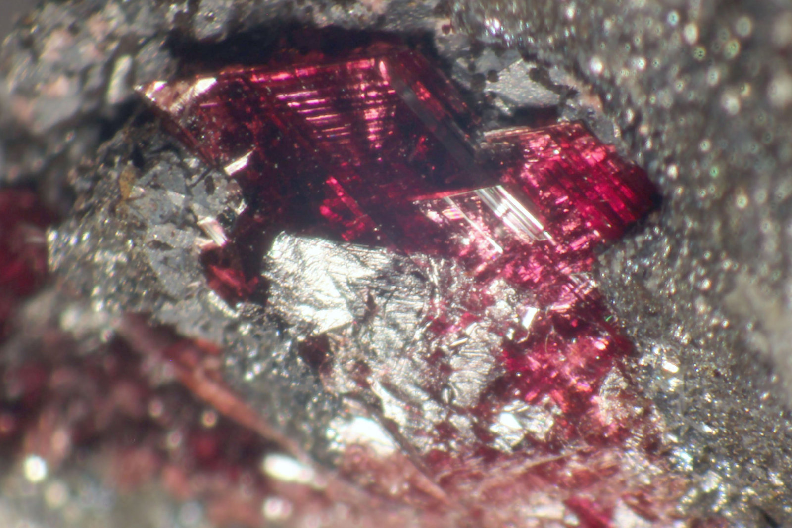 Eritrina
1 mm
(Autor: José Luis Zamora)