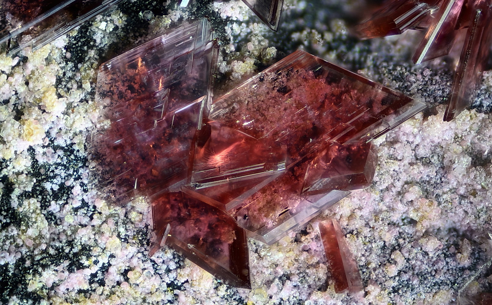 Eritrina
Campo de visión 2,8 mm.
(Autor: Juan Miguel)