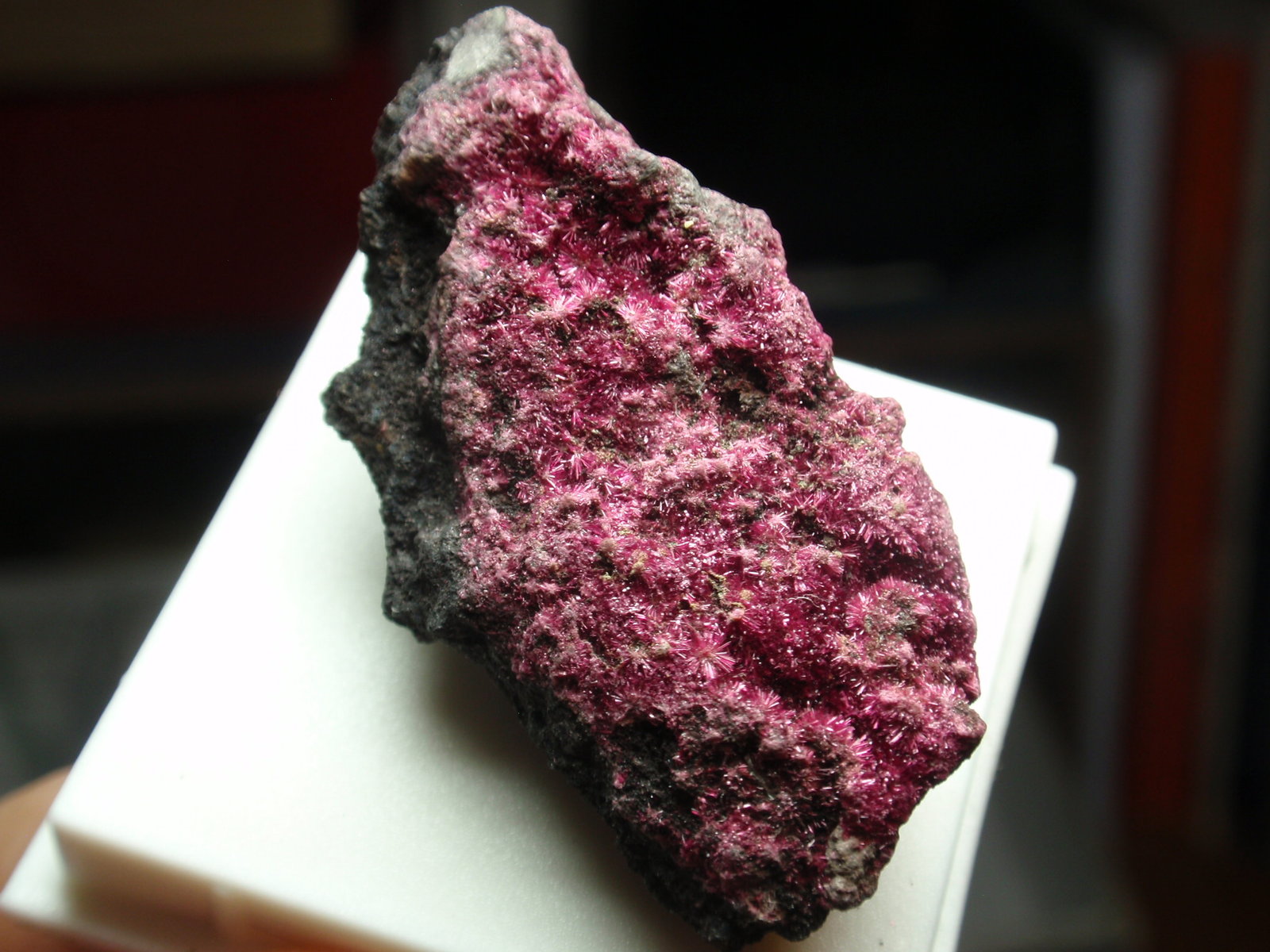 Eritrina
20x40 mm
(Autor: Ignacio)