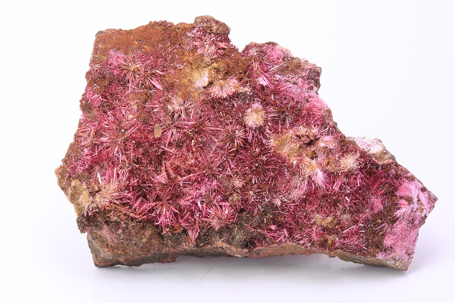 Eritrina
55 x 35x 10 mm
(Autor: Ivan Blanco (PDM))