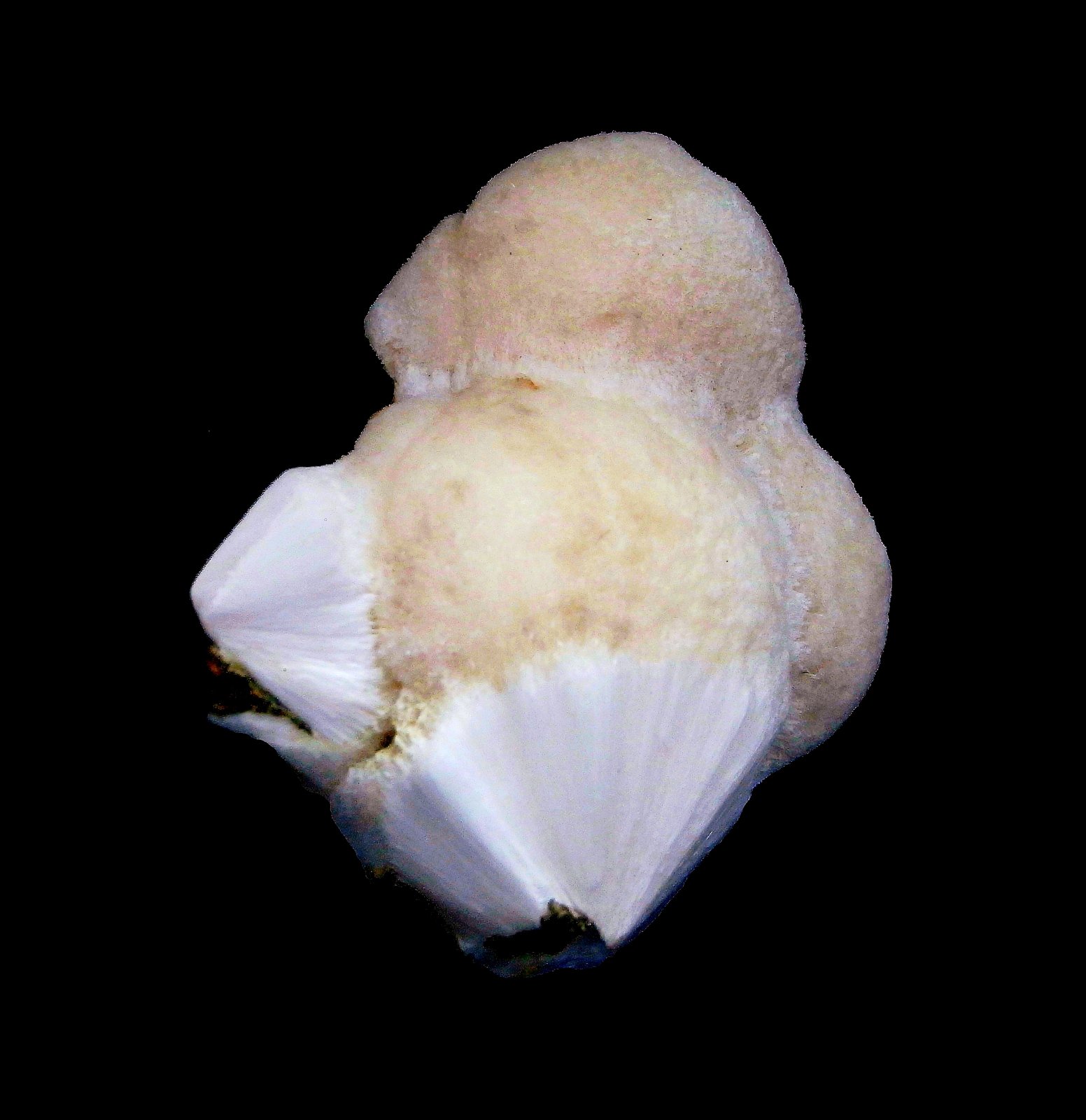 Escolecita
Pieza de 4.5x4cm
(Autor: DAni)