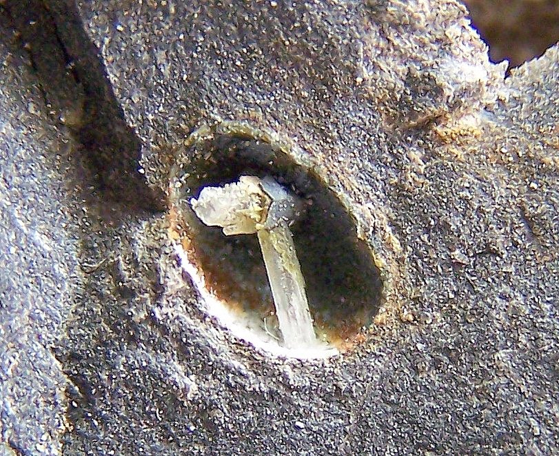 Escolecita
0'5 cm. la vacuola
(Autor: canada)