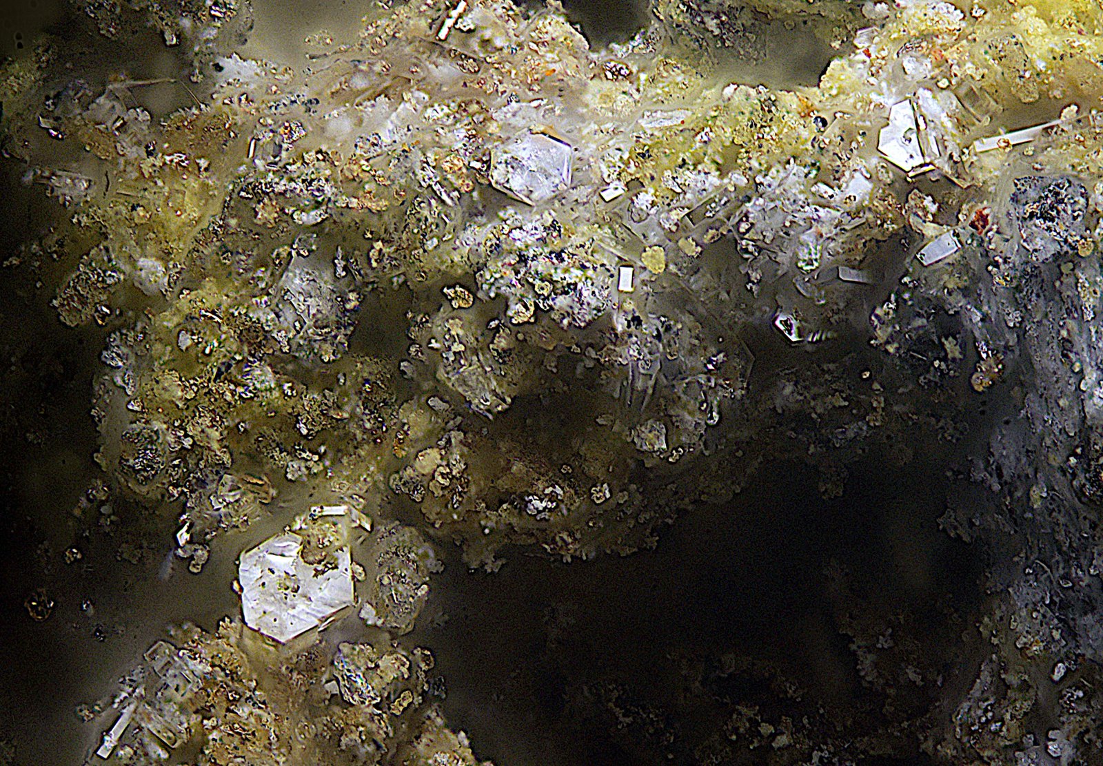 Caracolita
Campo de visión de 1 mm.
(Autor: Antonio Carmona)