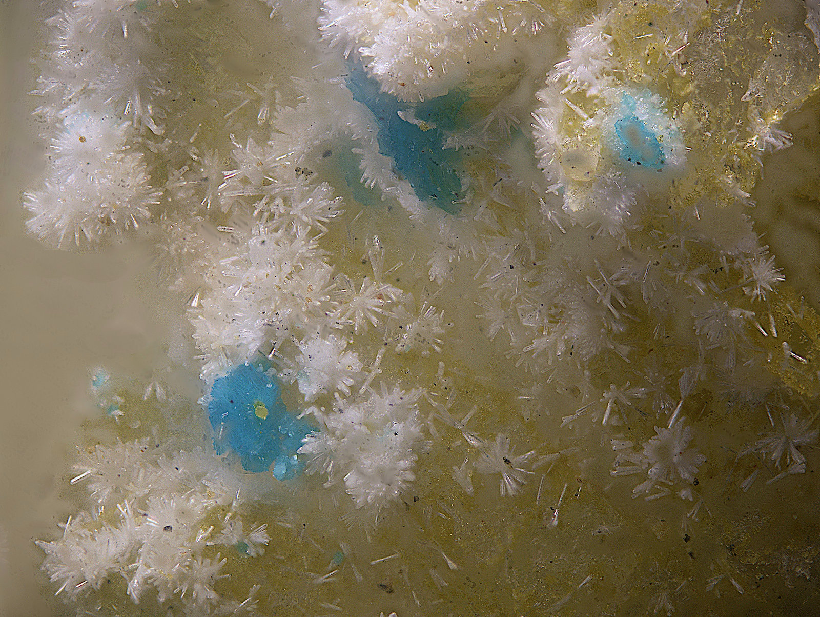Mahnertita
Campo de visión de 1 mm.
(Autor: Antonio Carmona)
