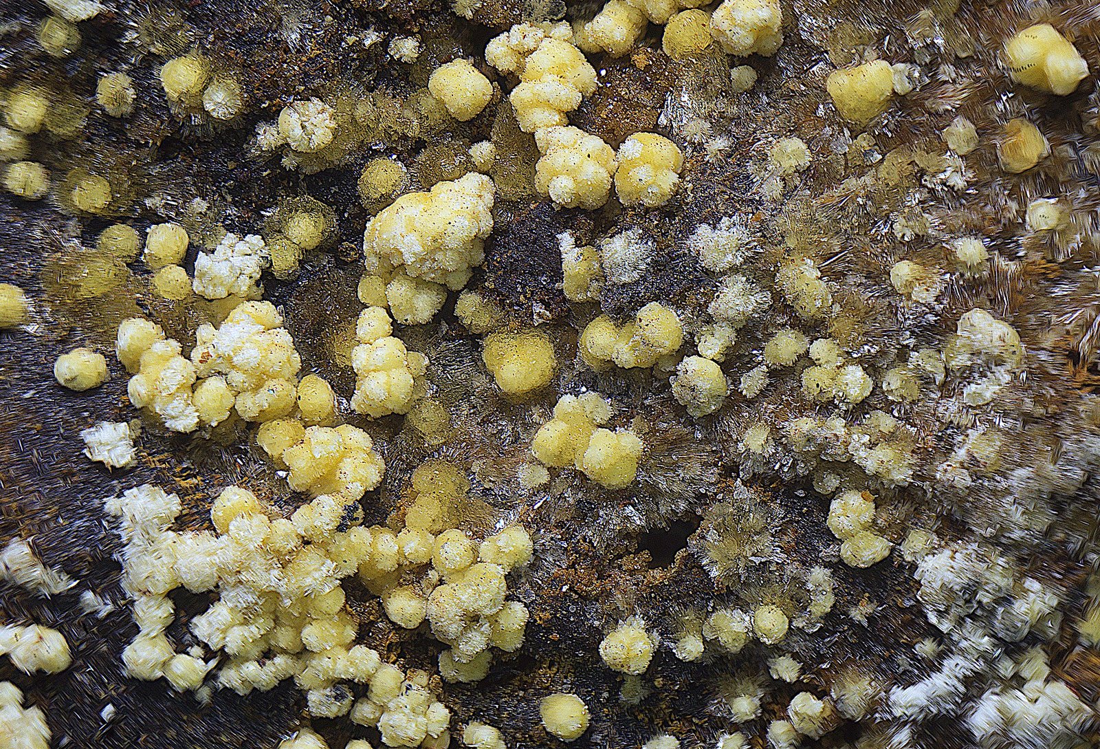 Metasideronatrita
Campo de visión de 5 mm.
(Autor: Antonio Carmona)