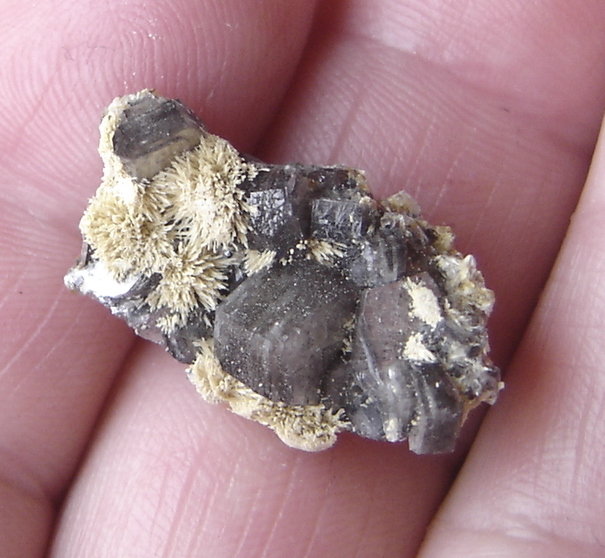Stellerita
3,8 x 2 x 1,3 cm
(Autor: Anisio Claudio)