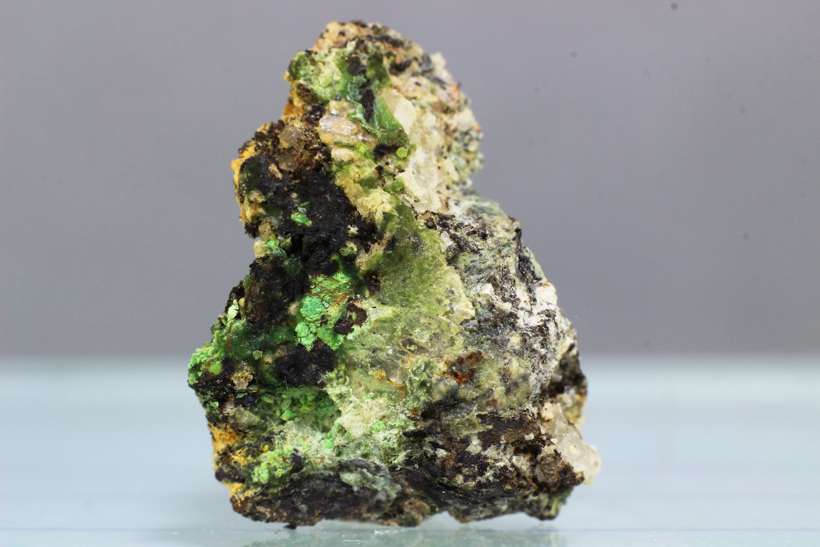 Eulytina
38x14 mm
(Autor: Juan Espino)