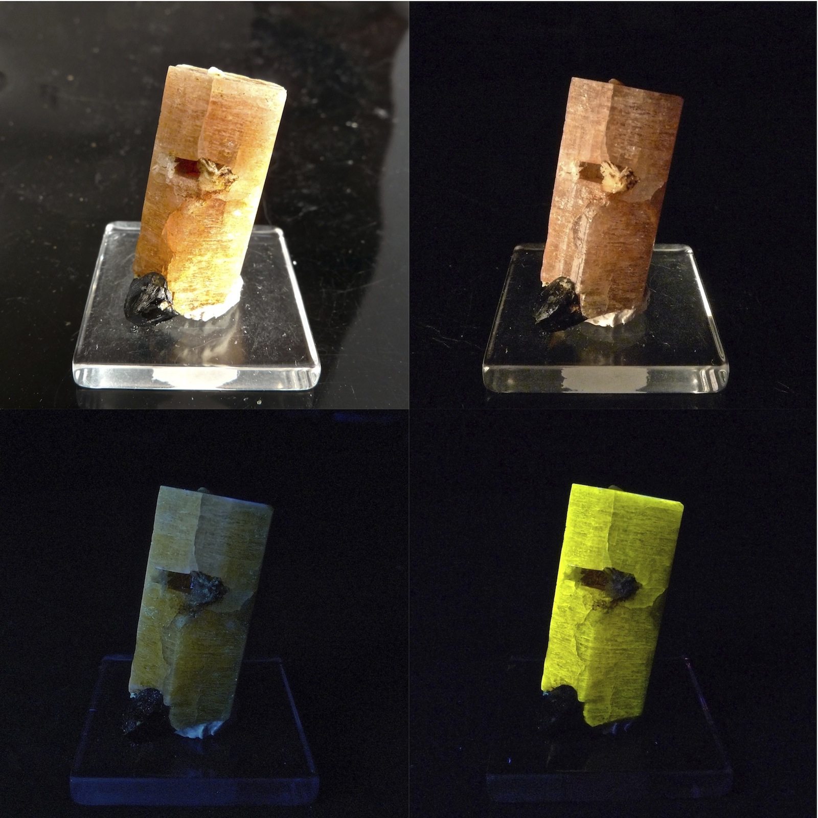 Fluorapatito
2.6 x 1.3 x 1.2 cm
(Autor: Josele)