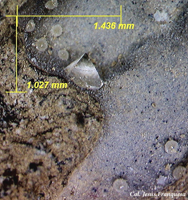 Garronita-Ca
1´43 x 1´02 mm.
(Autor: Jesus Franquesa Baucells)