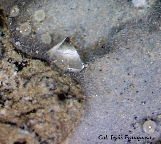 Garronita-Ca
1´43 x 1´02 mm.
(Autor: Jesus Franquesa Baucells)