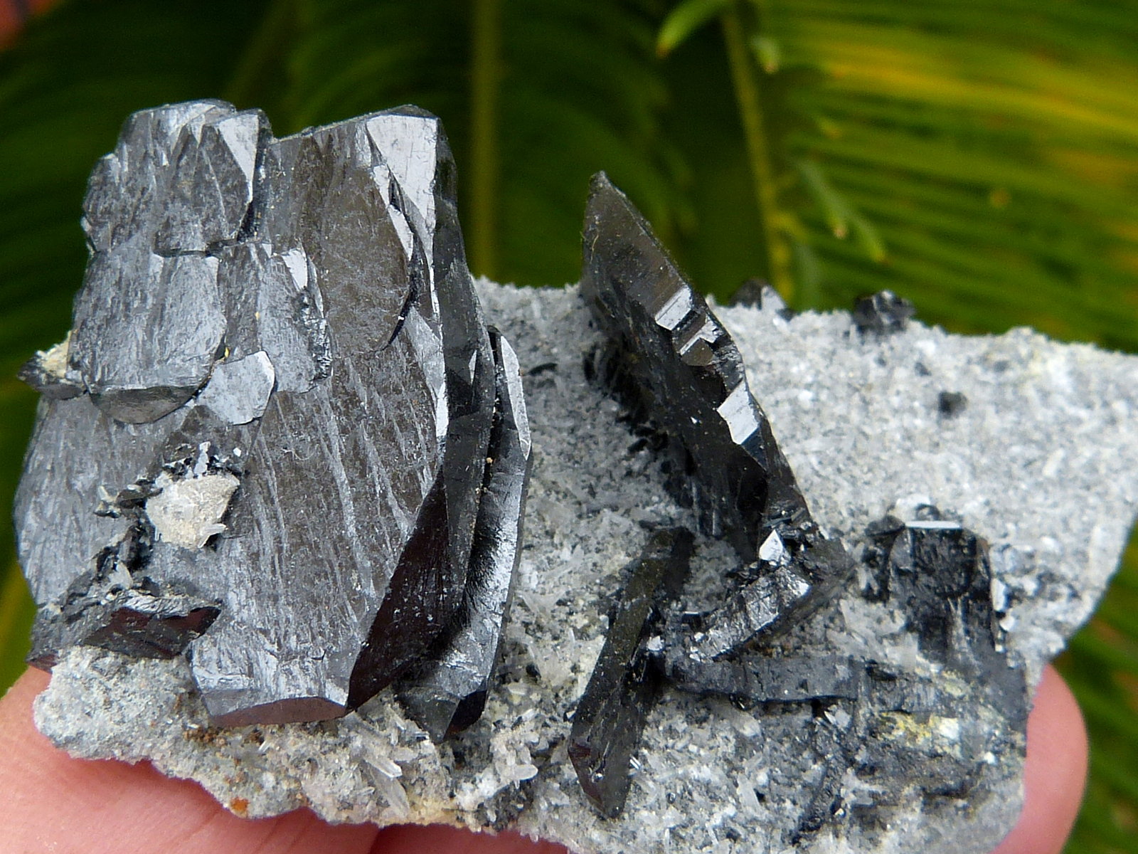 Ferberita
6 x 3,5 cm
(Autor: nerofis2)