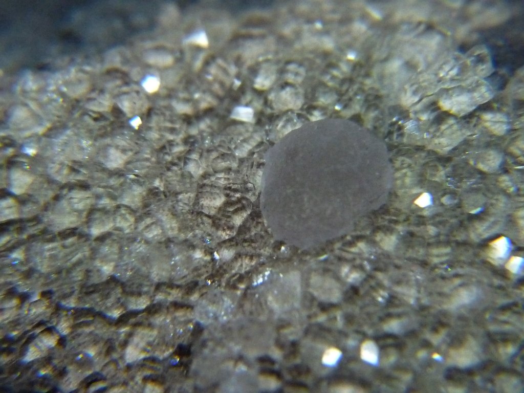 Fluorita y Analcima.
45x30 mm.
(Autor: Jesus Franquesa Baucells)