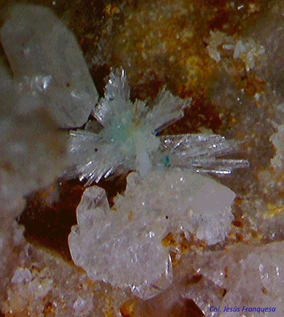 Fosfohedifana (Phosphohedyphana)
1´615 x 1´270 mm.
(Autor: Jesus Franquesa Baucells)