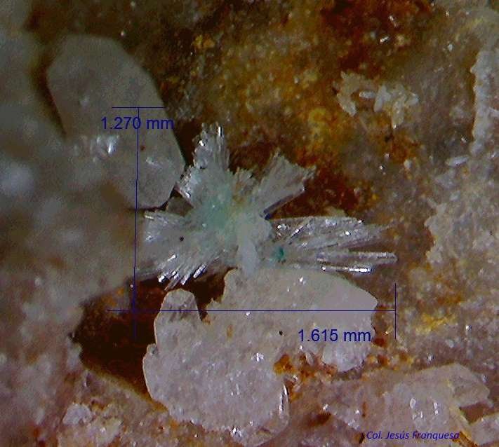 Fosfohedifana (Phosphohedyphana)
1´615 x 1´270 mm.
(Autor: Jesus Franquesa Baucells)