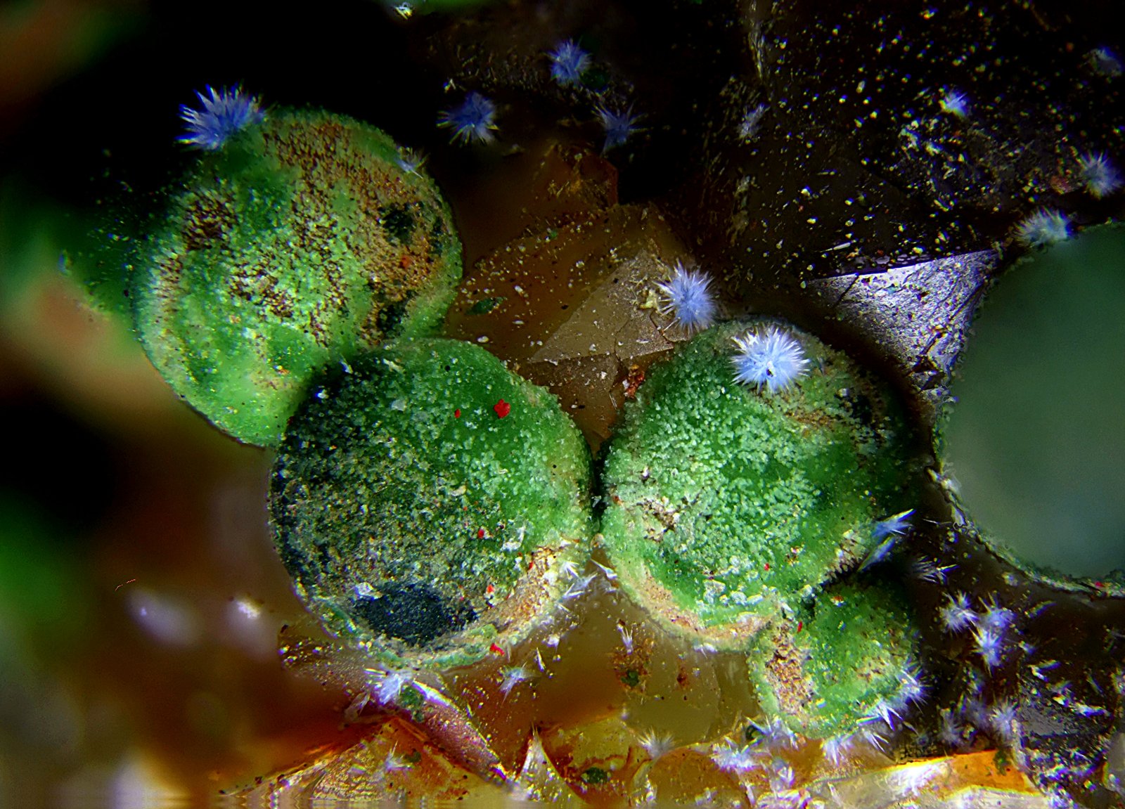 Conicalcita
Campo de visión de 3 mm.
(Autor: Antonio Carmona)