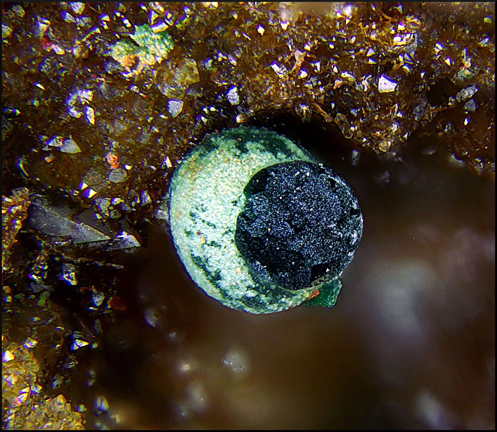 Cornwallita sobre Conicalcita
Campo de visión de 3 mm.
(Autor: Antonio Carmona)