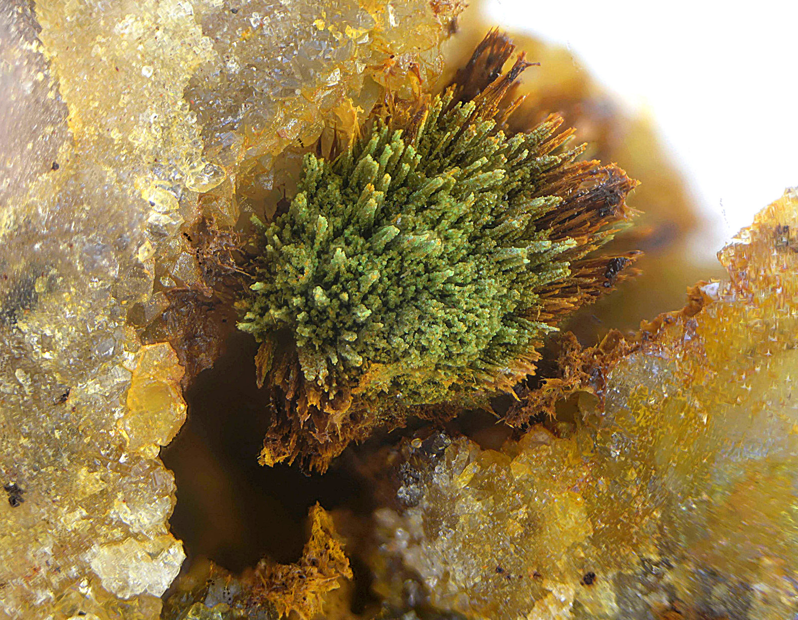 Conicalcita
Campo de visión de 4 mm.
(Autor: Antonio Carmona)