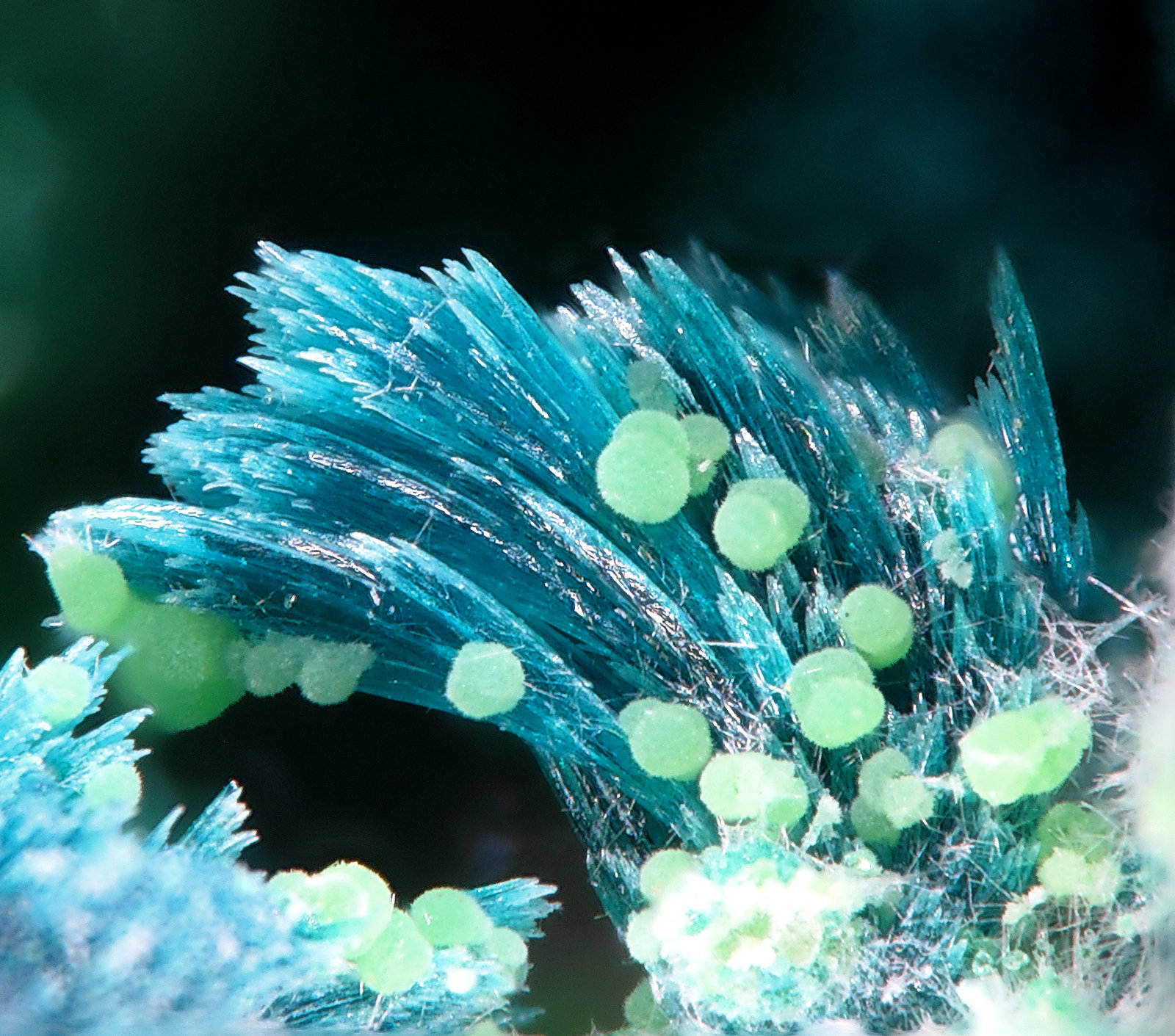 Gilmarita
fov 1,8 mm
(Autor: Jordi Fabre)