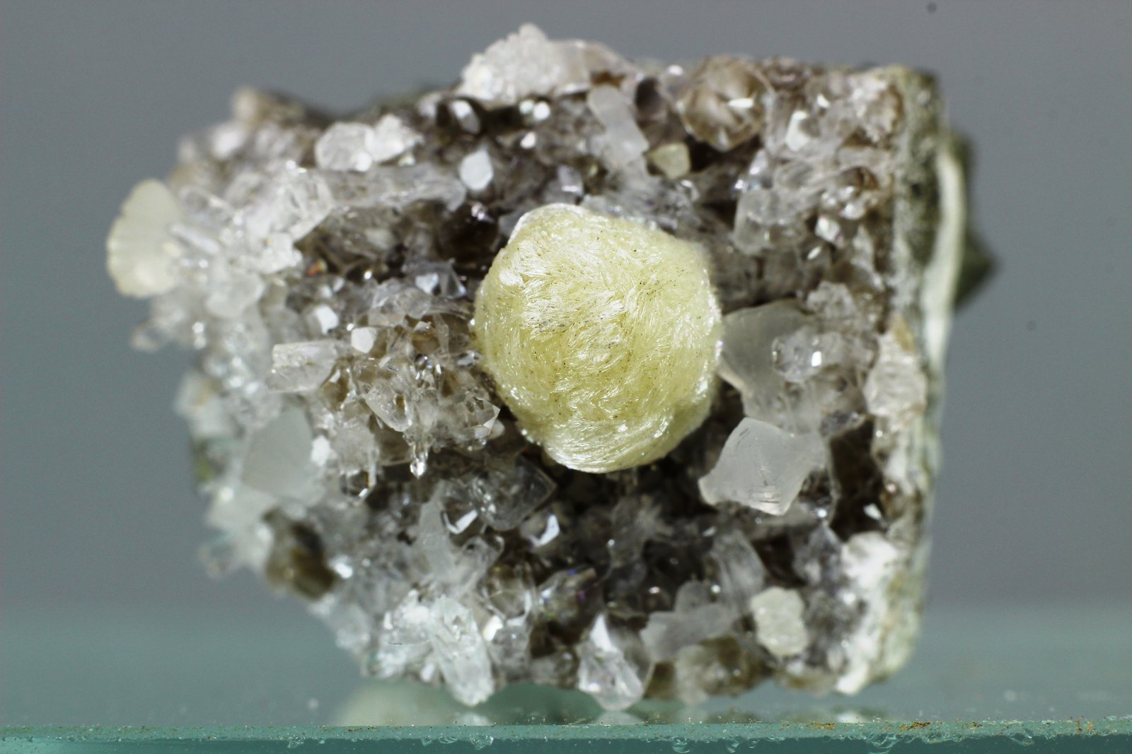 Girolita
26x24 mm
(Autor: Juan Espino)