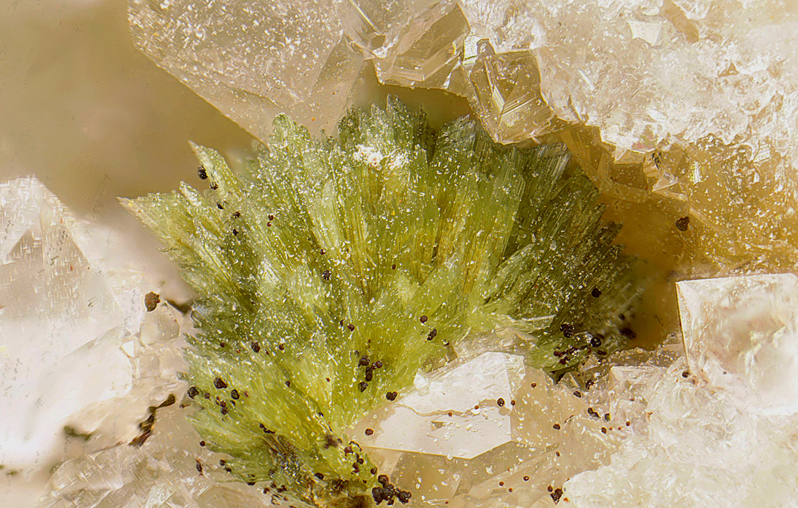 Annabergita
Campo de visión de 5 mm.
(Autor: Antonio Carmona)