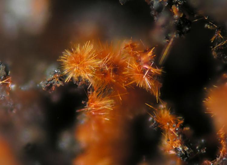 Goethita
FOV 1 mm
(Autor: Cesar M. Salvan)