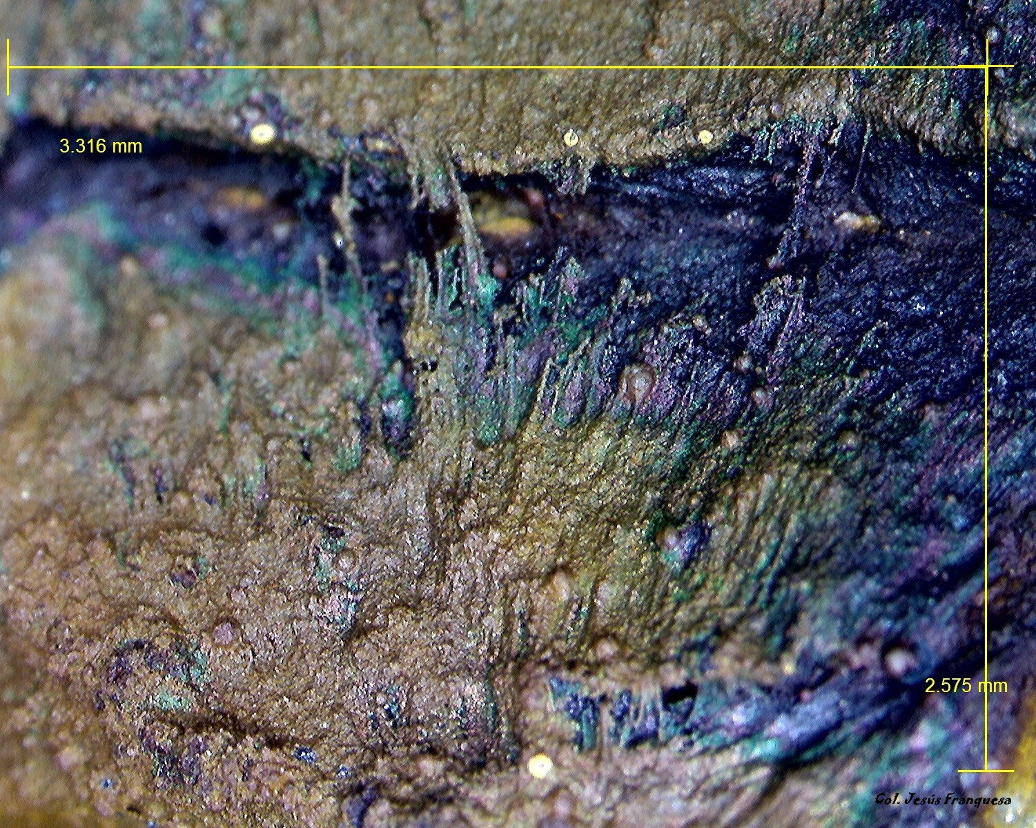 Goethita.
3´316 x 2´575 mm.
(Autor: Jesus Franquesa Baucells)
