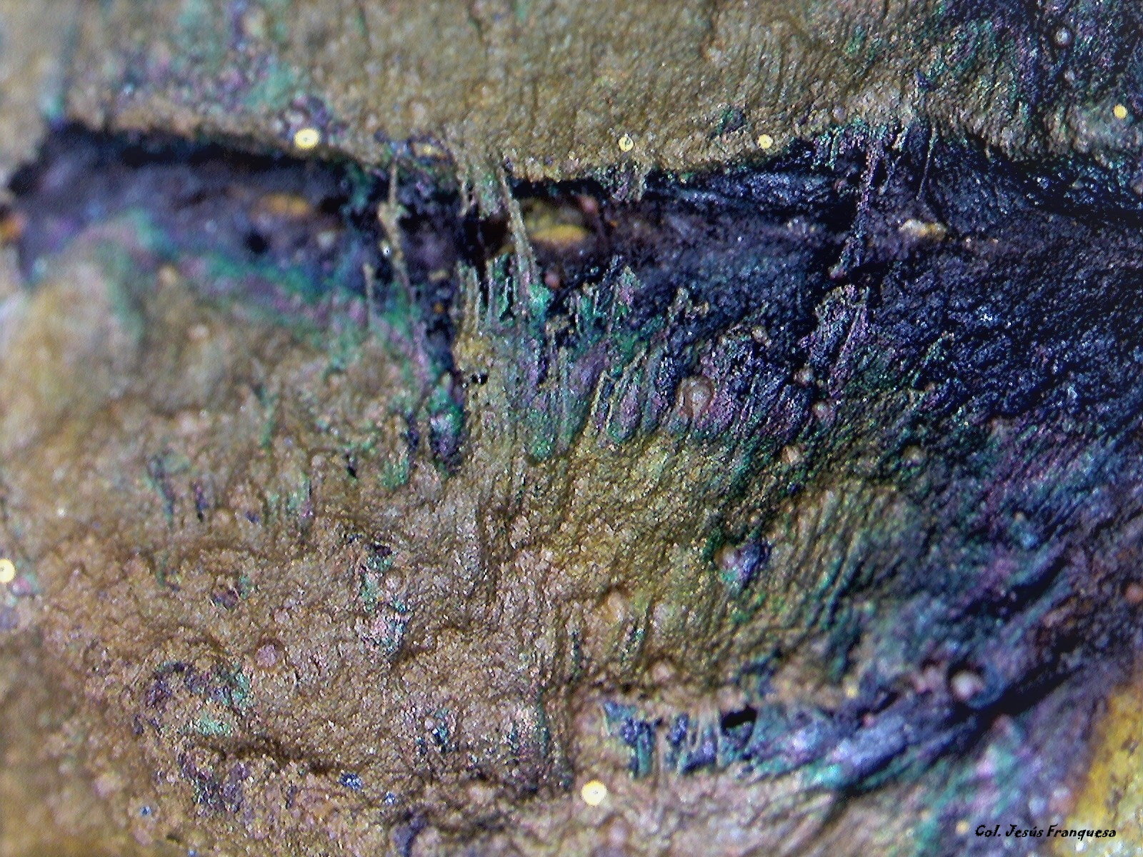 Goethita.
3´316 x 2´575 mm.
(Autor: Jesus Franquesa Baucells)