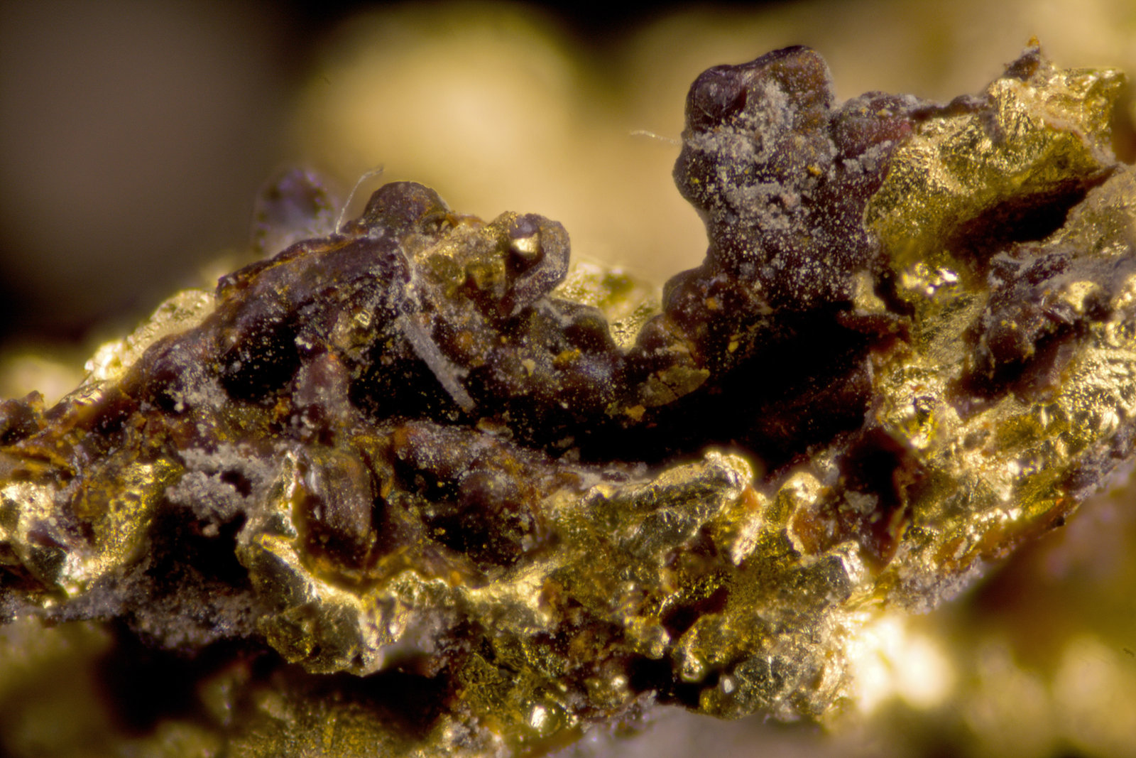 Goethita, oro
1.5 mm
(Autor: Cesar M. Salvan)