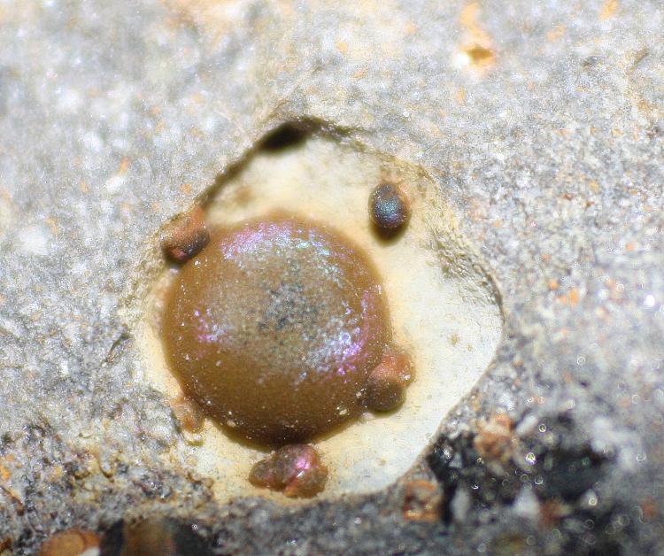 Goethita
2 mm
(Autor: canada)