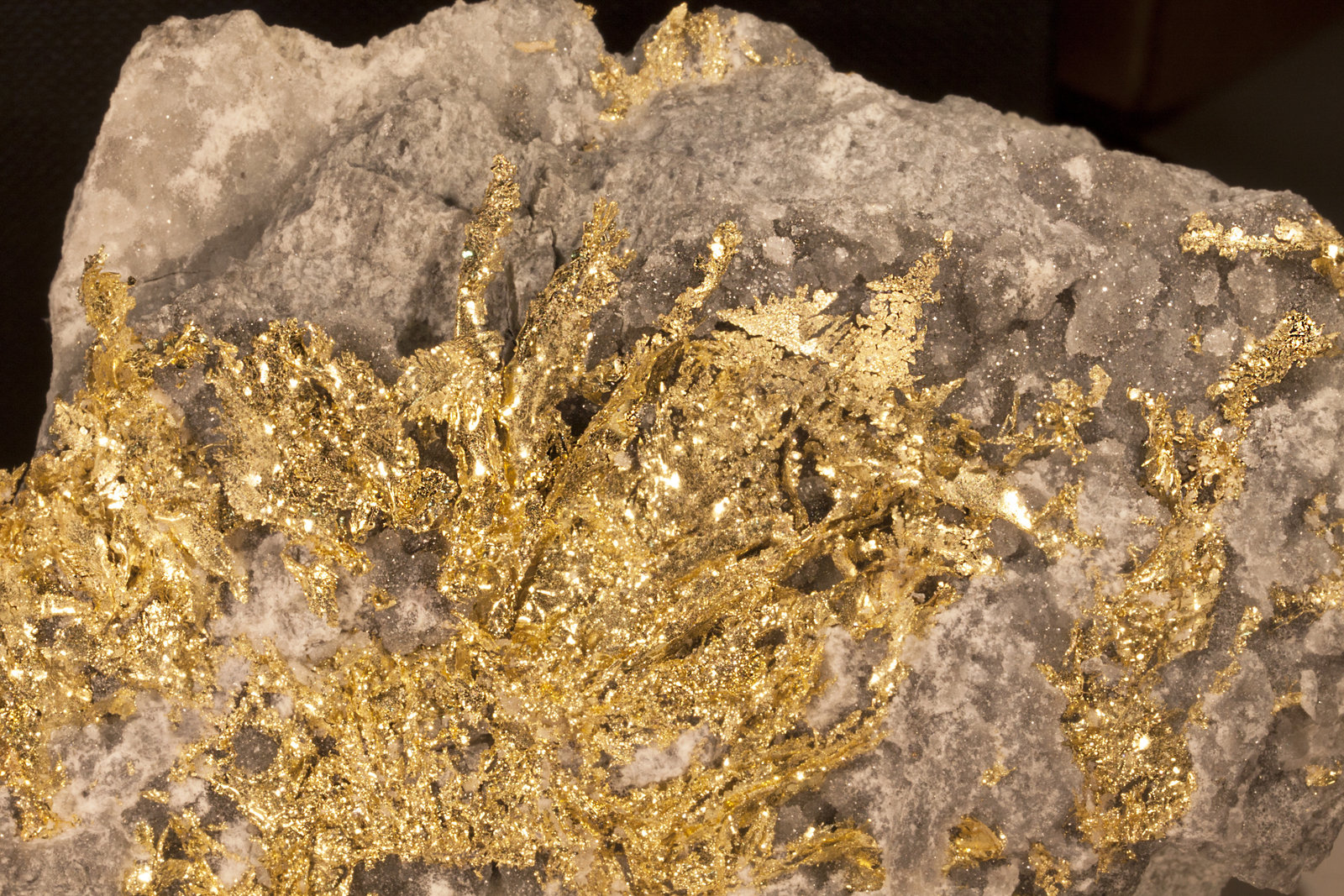 Oro
campo de visión 8cm
(Autor: Raul Vancouver)