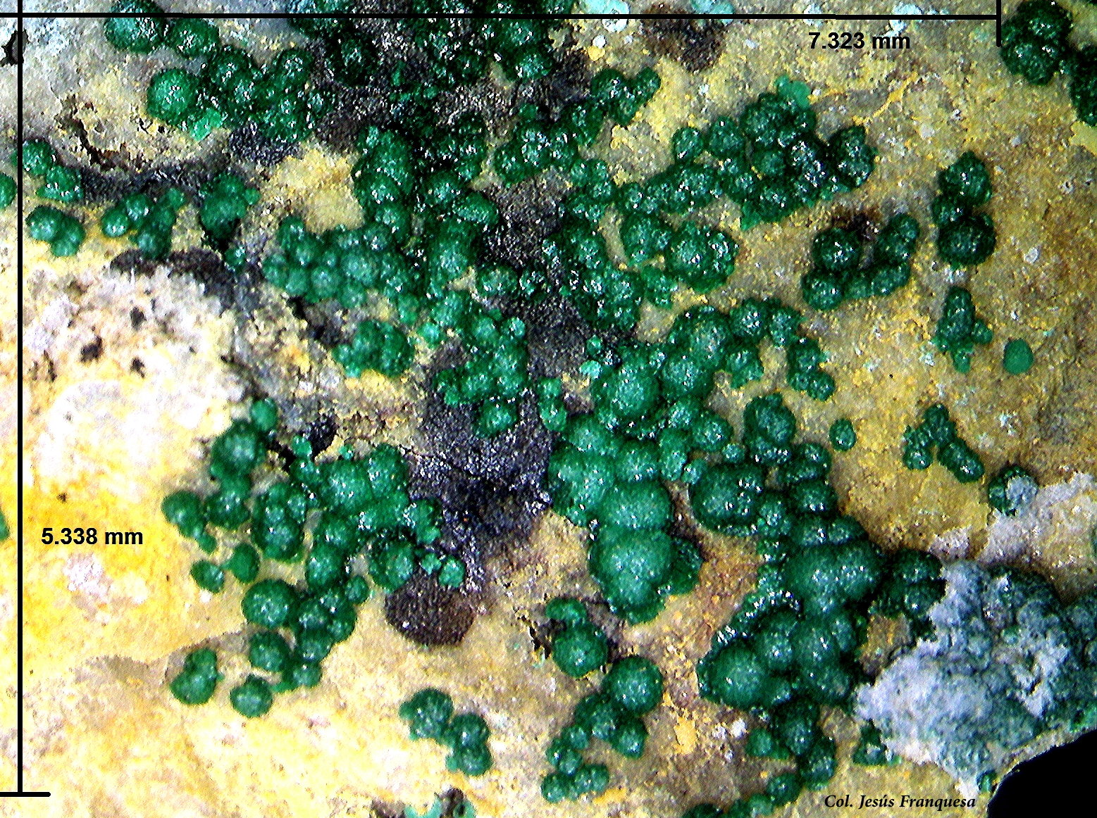 Goldhillita.
7´32 x 5´33 mm.
(Autor: Jesus Franquesa Baucells)
