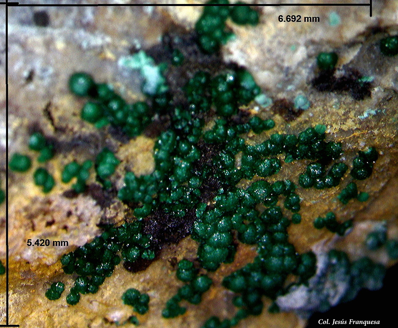 Goldhillita.
6´69 x 5´42 mm.
(Autor: Jesus Franquesa Baucells)