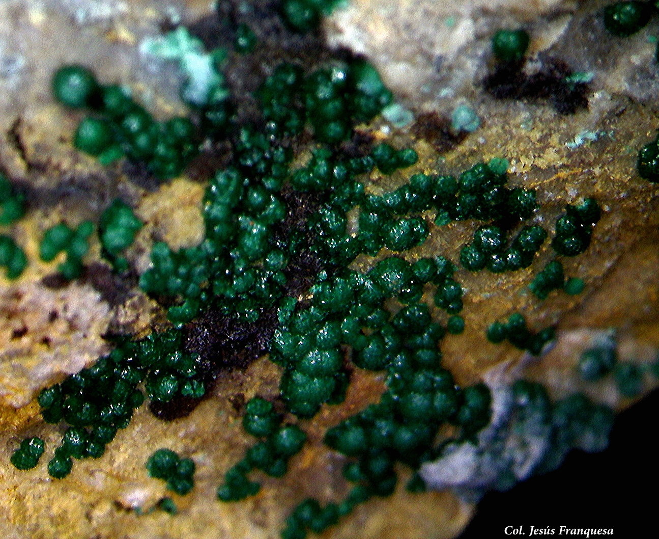 Goldhillita.
6´69 x 5´42 mm.
(Autor: Jesus Franquesa Baucells)