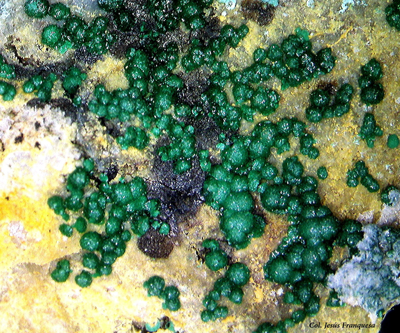 Goldhillita.
7´32 x 5´33 mm.
(Autor: Jesus Franquesa Baucells)