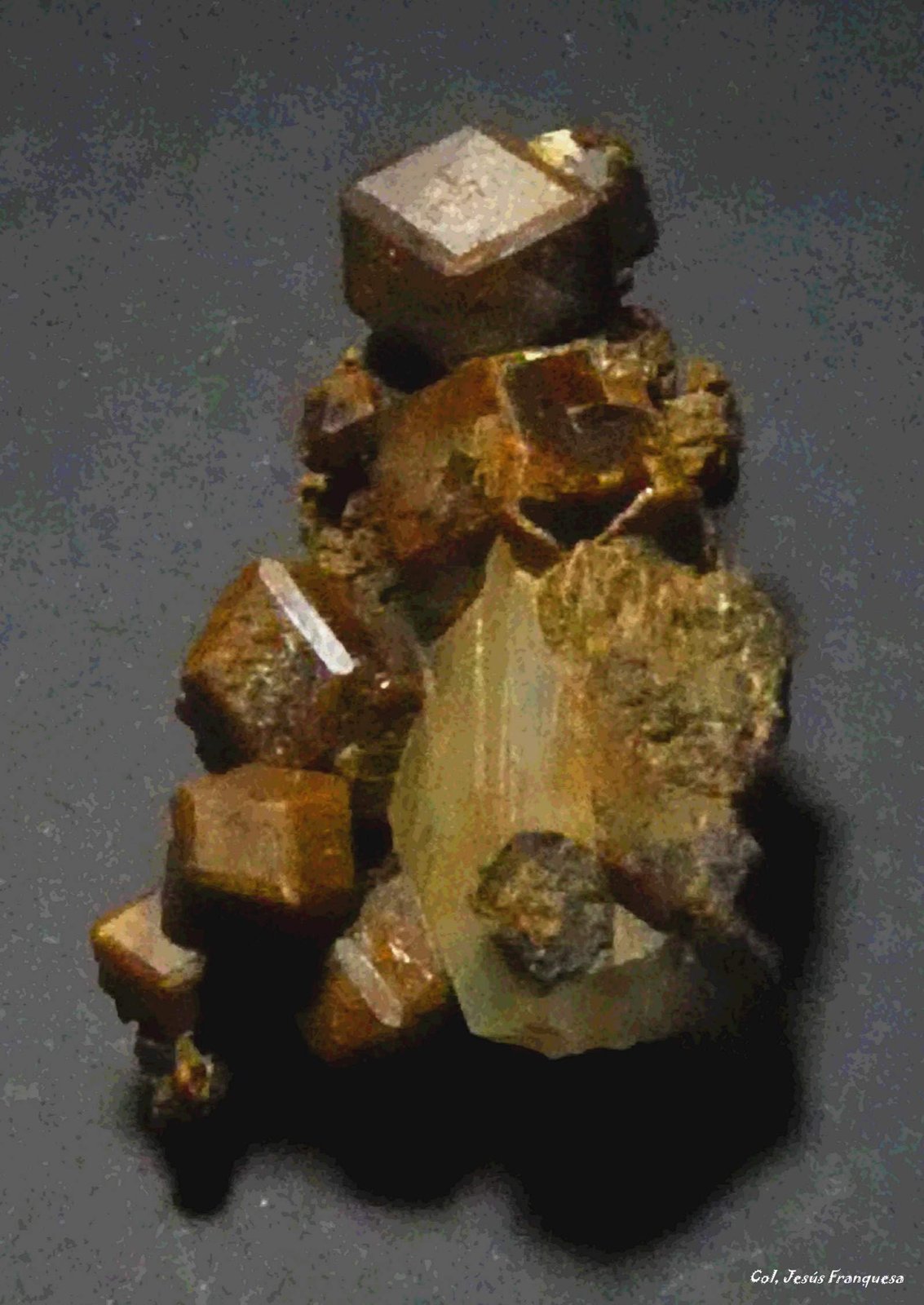 Granate (Grupo)
25x9 mm.
(Autor: Jesus Franquesa Baucells)